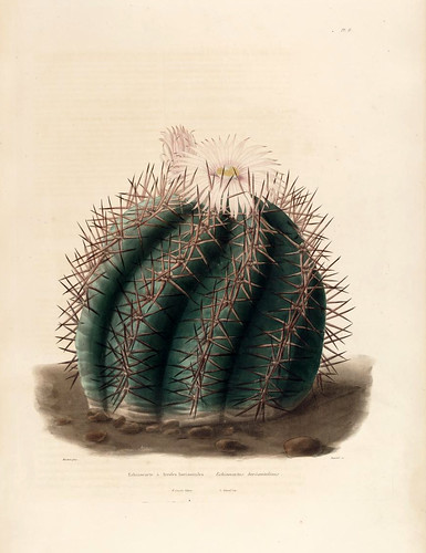 01- Echinocactus horizonthalonius