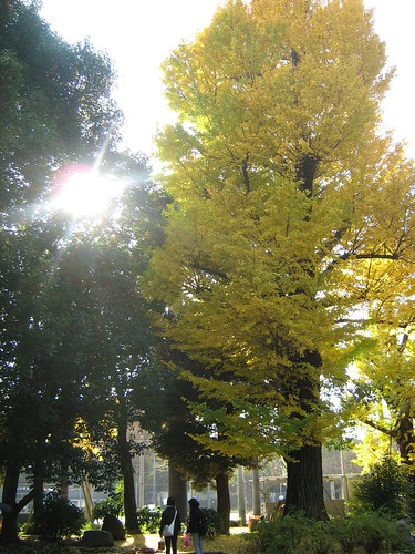 Tree at Ueno Park