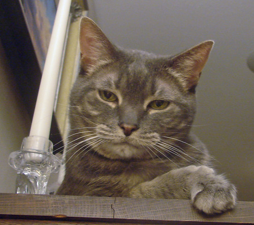 grumpy grey tabby cat