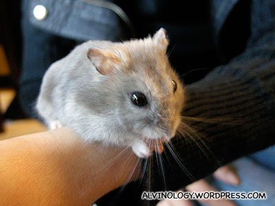 The Asais hamster