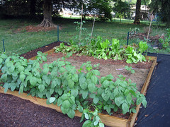 eggplant, lettuce and soybeans late spring