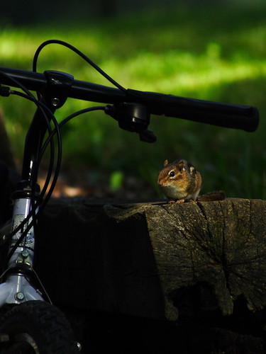 Chipmunk: This's my bike