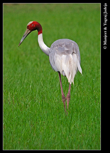 sarus crane in field
