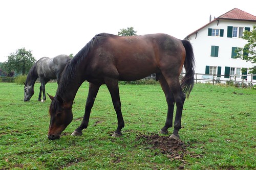 Horses in Feldbrunnen