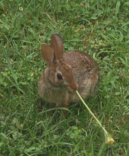 yard rabbit