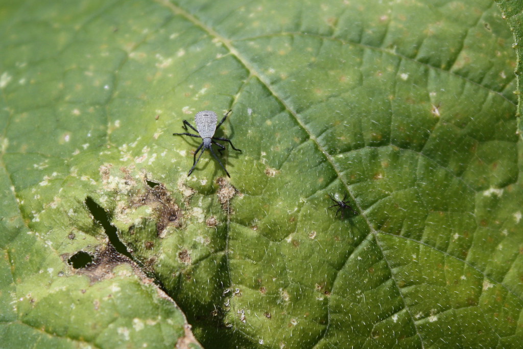 Big and little squash bugs