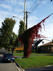 Telephone pole with overgrowth