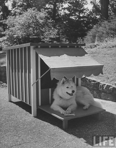 LIFE: dog house