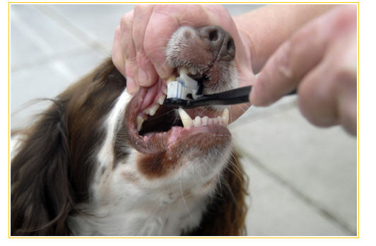 Các bước cơ bản đánh răng trên chó - bước 5.