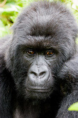 Gorilla pondering life