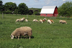 Farm flock