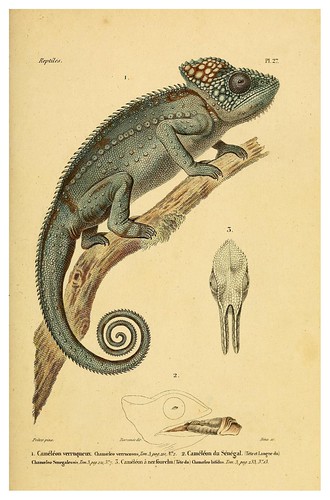 001-Erpétologie générale ou Histoire naturelle complète des reptiles 1834