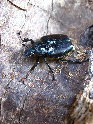 hermit beetle