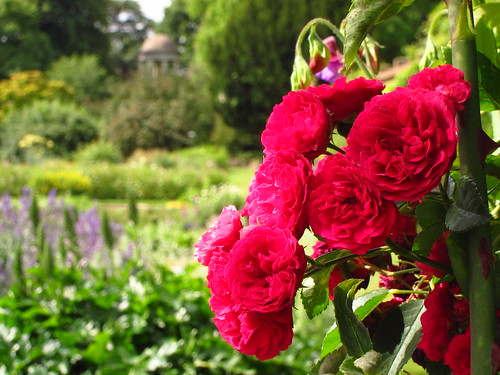 Rose at the Rose Pergola at Kew