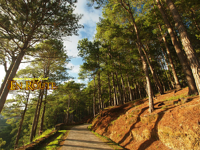 Dramatic Shadows, Pine Trees and the Road to Sumaguing Cave