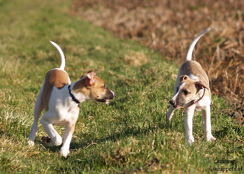 Whippets: Quentin & Peppino