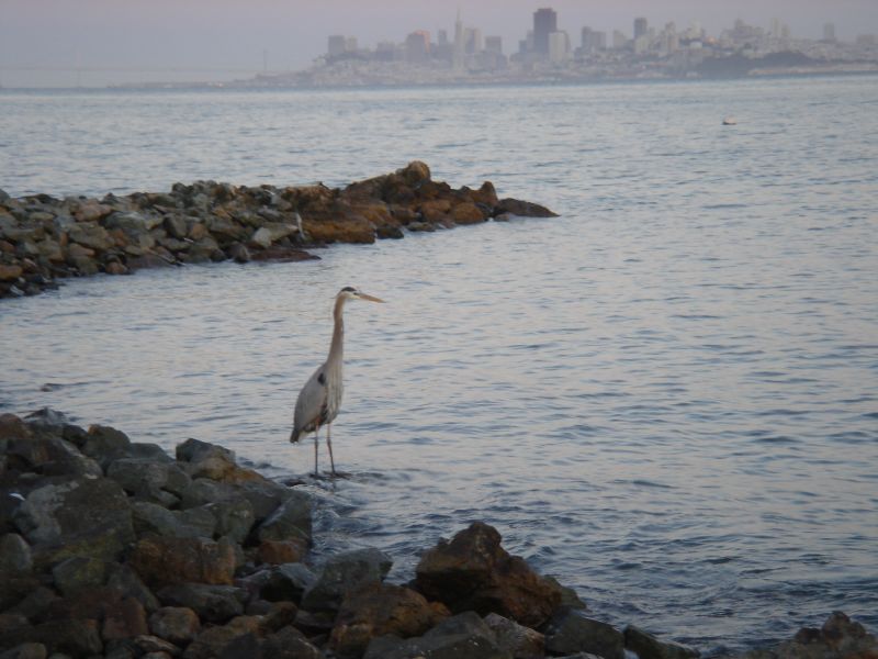 Blue Heron at The Spinnaker