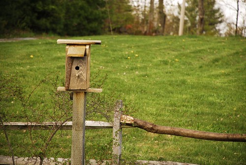 The Ugliest Birdhouse in the World