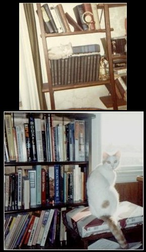 The Intersection of Cats and Books
