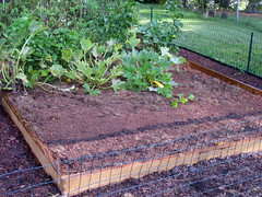 rows of spinach sown in compost