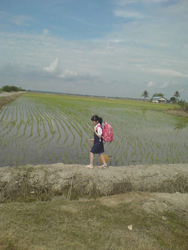 Crossing the paddy field