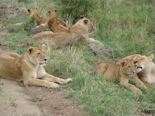 你拍攝的 90 Masai Mara - Lion。