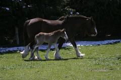 Clydesdale and foal