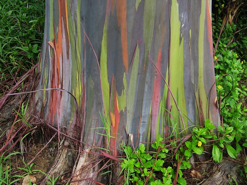 Rainbow Eucalyptus Tree -1.  Detail of trunk.