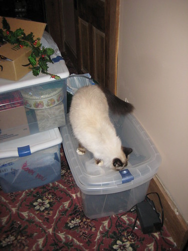 Niko explores the Christmas boxes