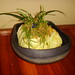 Iyo bonsai pot[キンポン作伊予鉢]-1