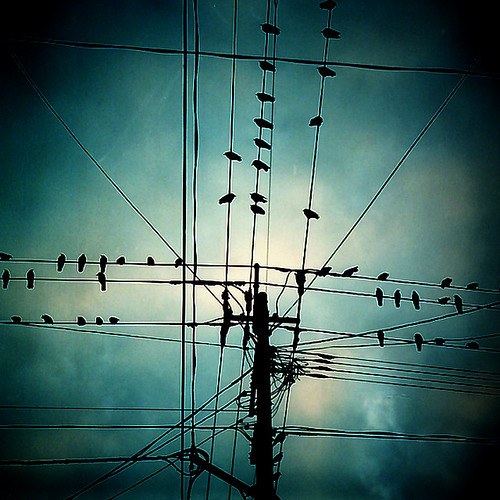 Crows and a telephone pole