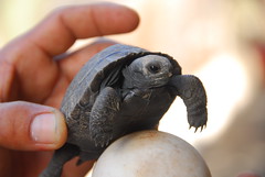 Baby Tortoise and Egg