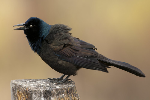 common grackle male. Male Common Grackle Singing - Series