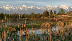 cattail pond & Mission Mountains