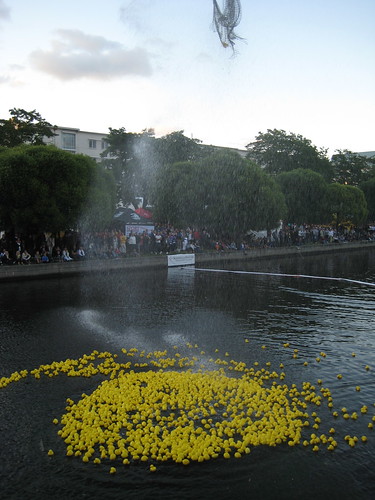 annual duck race - being released