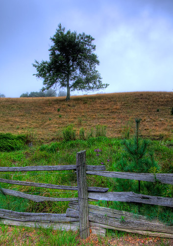 Fenced pasture and foggy Tree
