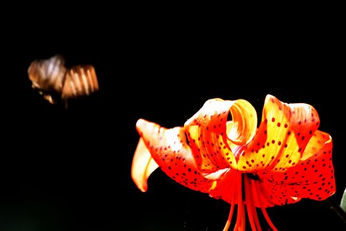 Lily and Butterfly  in Flight