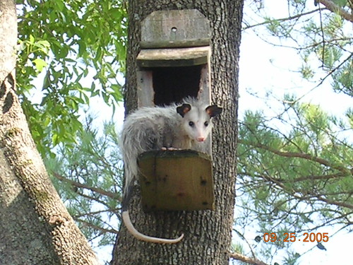 Possum in a Birdhouse