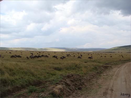 你拍攝的 85 Masai Mara - Wildebeest。