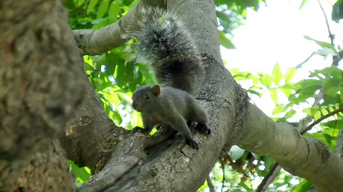 Taiwan squirrel