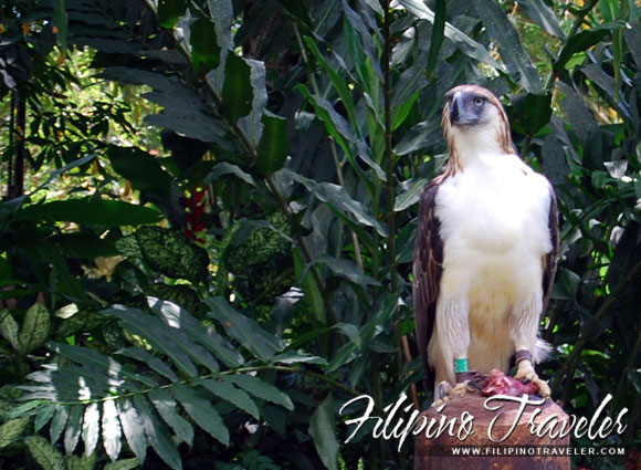 Filipino National Bird