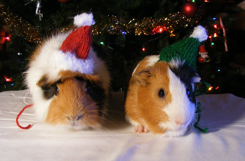 Christmas piggies