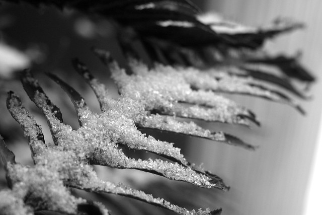 snowy fern, portland