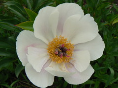 Peony in the front yard
