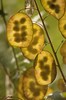 Lunaria annua - tuinjudaspenning