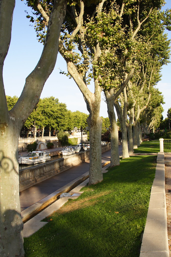 Narbonne Trees
