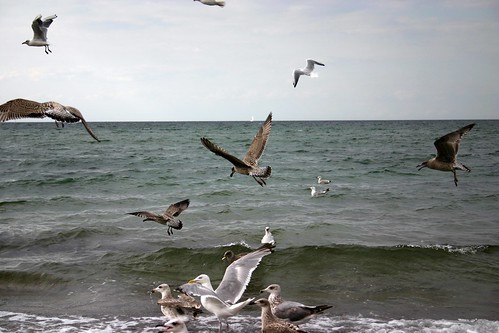 Flight of the seagull I