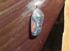 Monoarch Chrysalis minutes before emerging