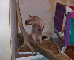 Anteater double take