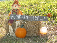 Smith Farm pumpkin patch